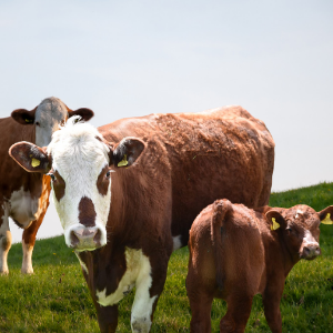 A red cow with a white mottled face standing with it's red coloured calf in a green flied with another red and white cow standing in the background