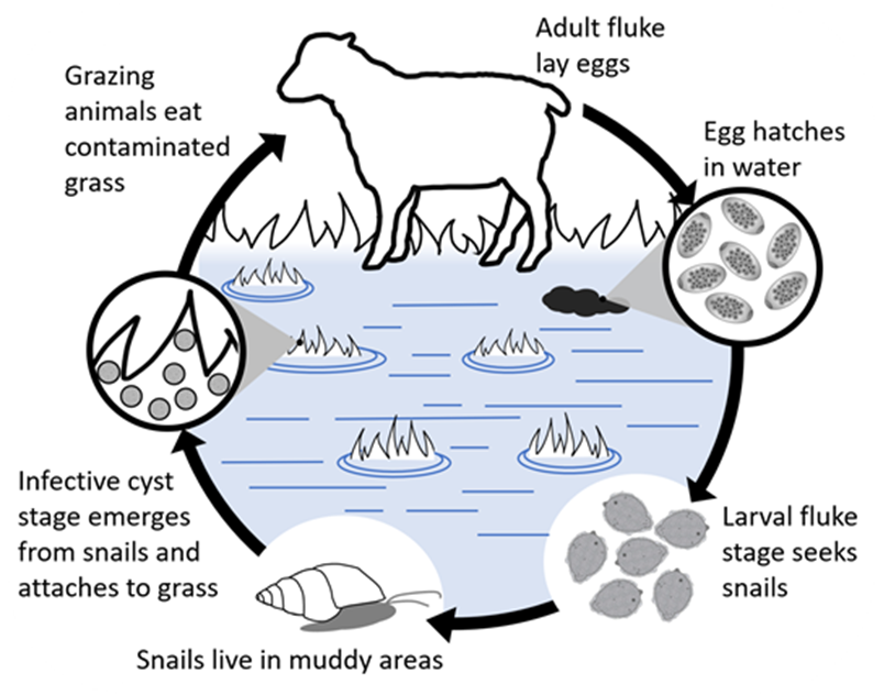 Lamb Fluke Diagram