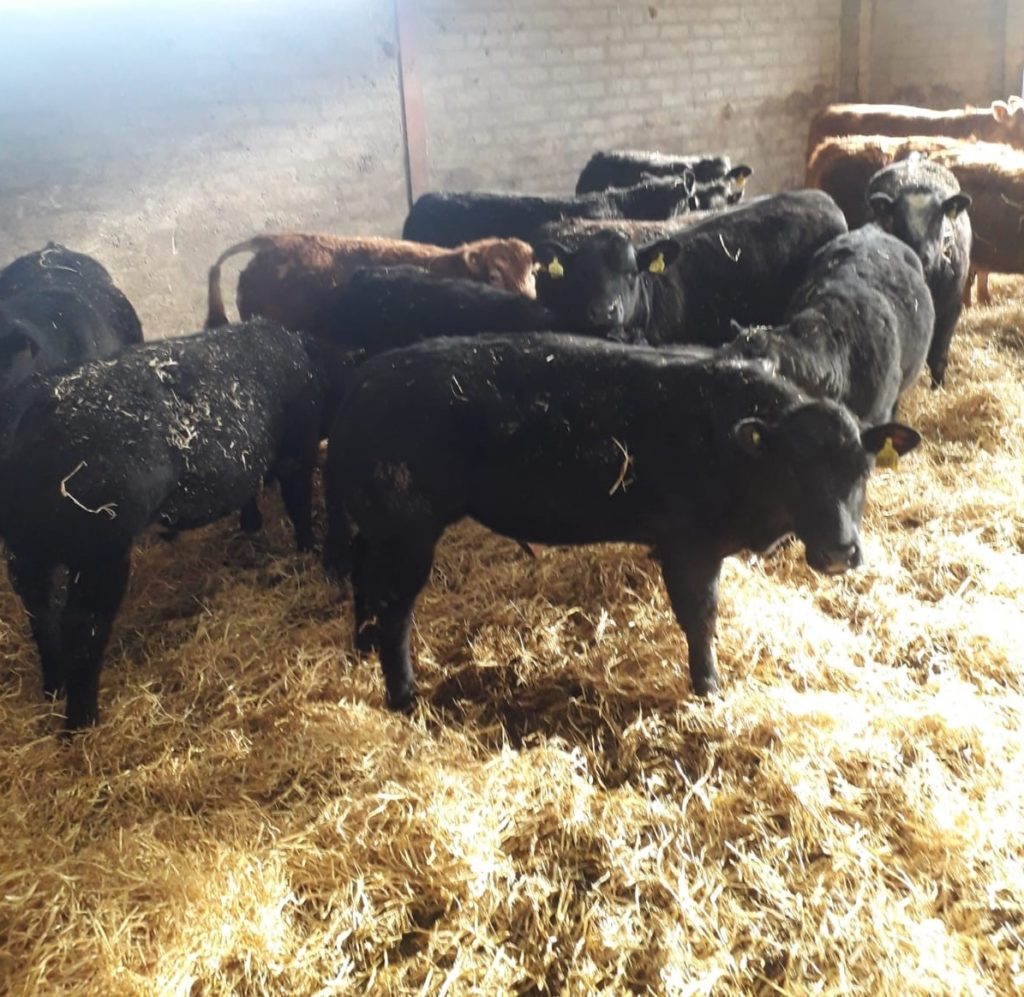 Targeting Use Of Limited Straw Bedding, Helping farmers in Scotland