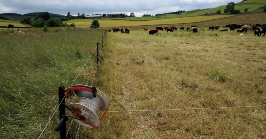 Cattle mob grazing in field. Photograph credit to Clem Sandison