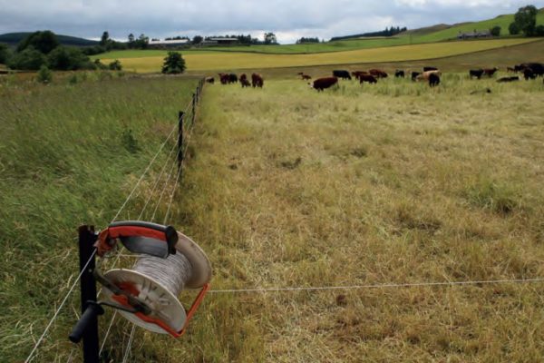 Cattle mob grazing in field. Photograph credit to Clem Sandison