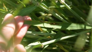 Early rhynchosporium in spring barleys can take out side potential grain sites  and reduce yield potential but the risk is much reduced in resistant varieties and rapidly growing crops. 