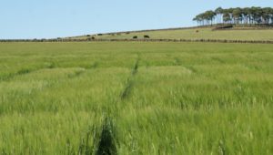Retaining green leaf area after ear emergence in spring barley crops helps both yield and quality although ramularia management is harder this year without chlorothalonil.