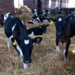 Calves at CRF