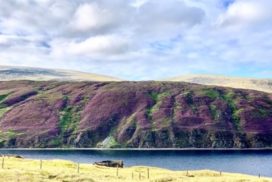 Collafirth CG 2