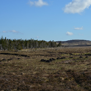 A landscape scene showing an area of peatland with trees in the background and a bright blue sky above.