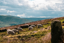 Farm Advisory Service - Sheep on common grazing upland grounds 300x300