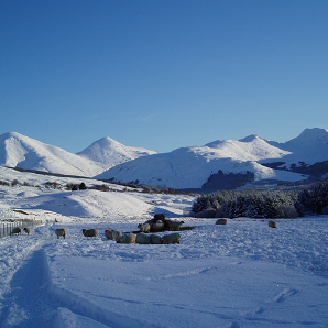 A snowy hill landscape where the mountains are coated in snow, in the foreground there is a small flock of sheep receiving supplementary feeding in the snow.