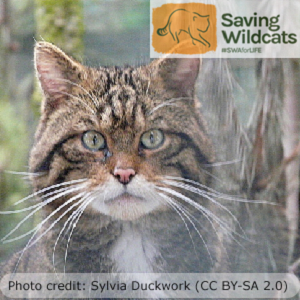 A photo of a Scottish Wildcat. Photo credit goes to Sylvia Duckworth and the photo is shared under the Attribution license (CC BY-SA-2.0)