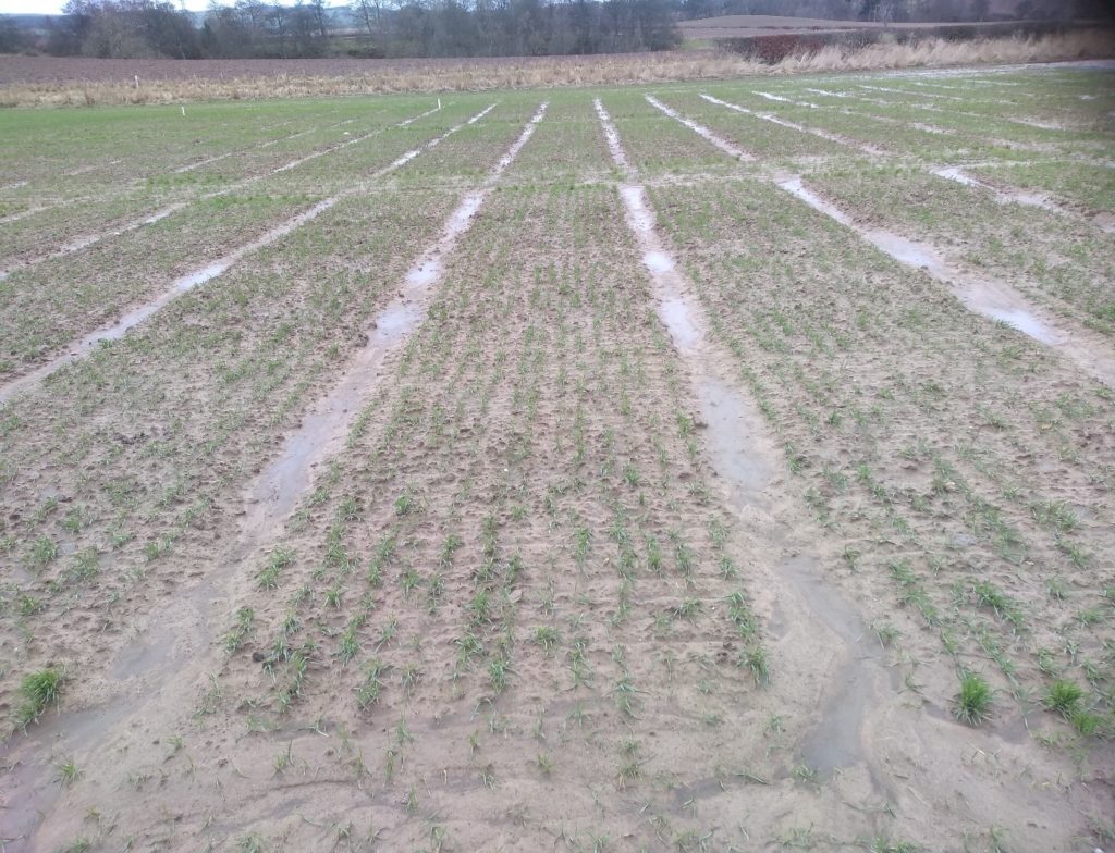 wheat plots emerging