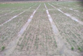 wheat plots emerging