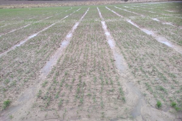 wheat plots emerging