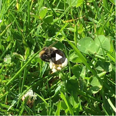 A bumblebee on clover
