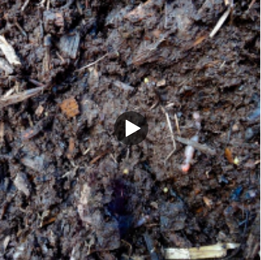 a close-up of compost