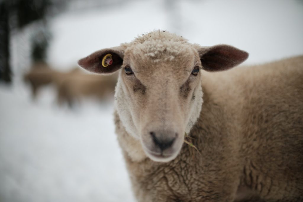 Close up of a ewe on snow