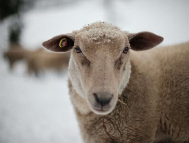 Close up of a ewe on snow