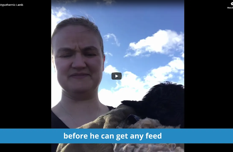 Crofter holding a hypothermic lamb