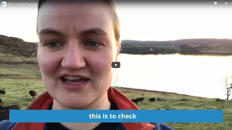 Crofter in a field of sheep