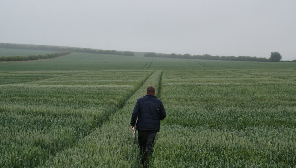 Man walking in a trial crop of winter wheat