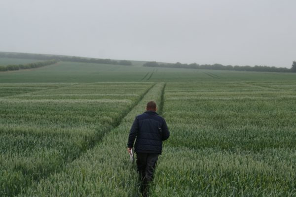 Man walking in a trial crop of winter wheat