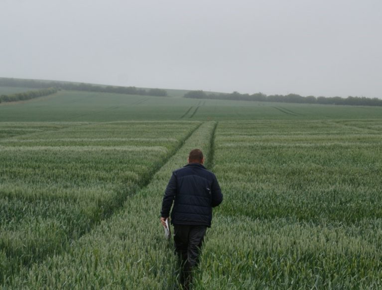 Man walking in a trial crop of winter wheat