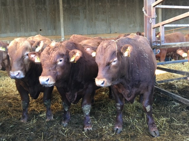 Three young bulls in cattle shed