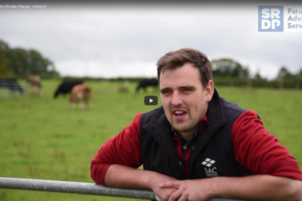 Farmer leaning on a gate with cattle behind him. Wearing an SAC Consulting Gilet