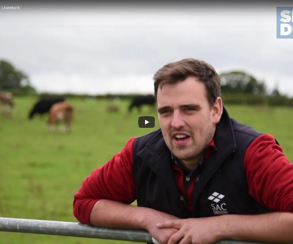 Farmer leaning on a gate with cattle behind him. Wearing an SAC Consulting Gilet