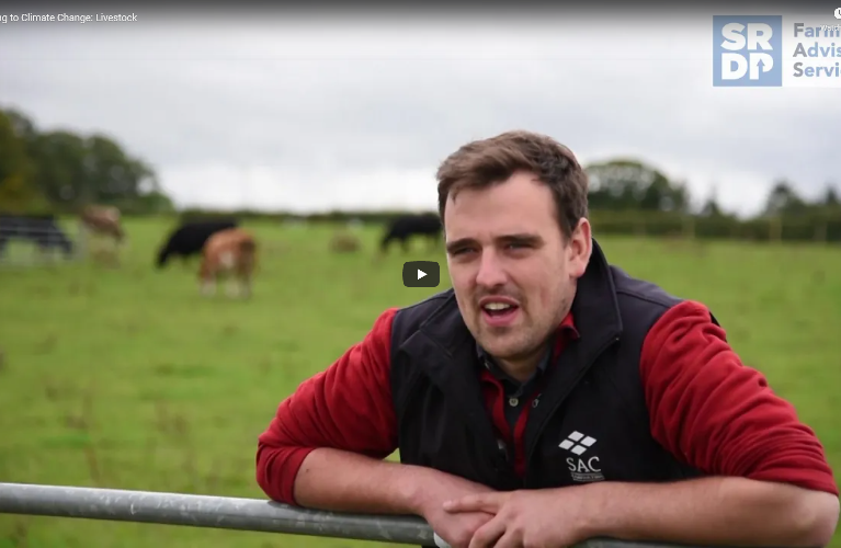 Farmer leaning on a gate with cattle behind him. Wearing an SAC Consulting Gilet