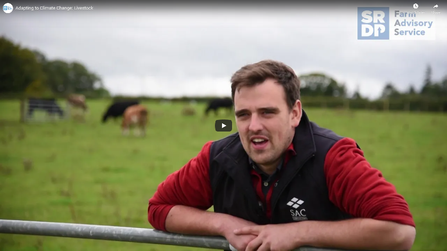 Farmer leaning on a gate with cattle behind him. Wearing an SAC Consulting Gilet