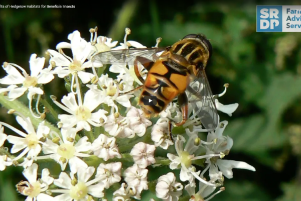A wasp crawling across the top of a flower.