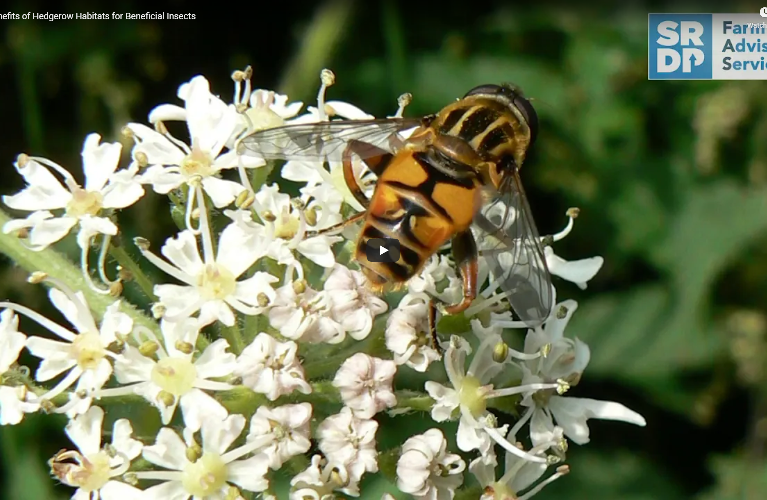A wasp crawling across the top of a flower.