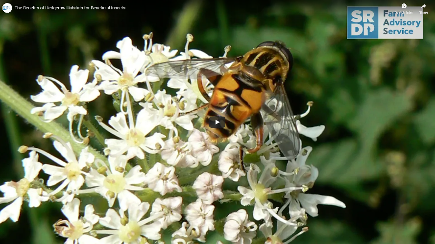 A wasp crawling across the top of a flower.