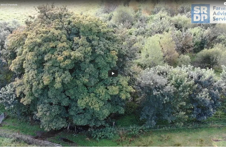 an overhead view of ancient wood pasture