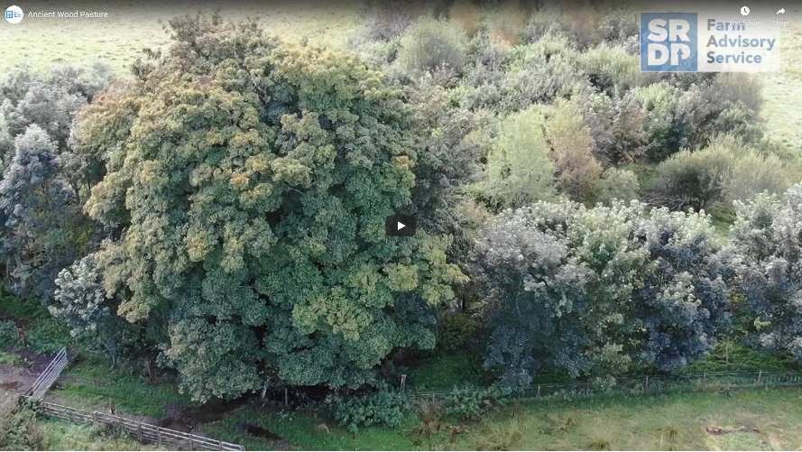 an overhead view of ancient wood pasture