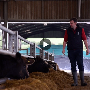 An SAC Consultant in a cattle shed looking over beef cattle.