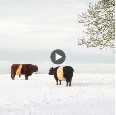 Two Beltie cows stood in a snowy field