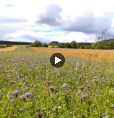 a field of green manure
