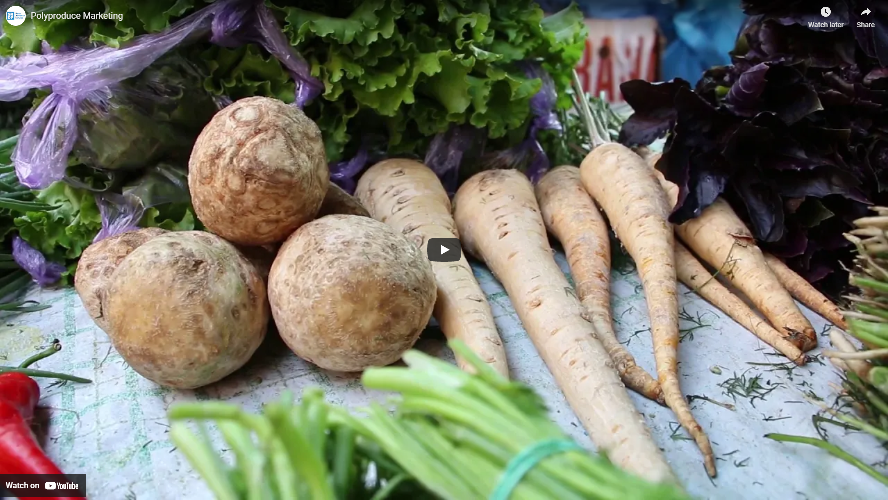 a variety of polyproduce vegetables and salad on a table.