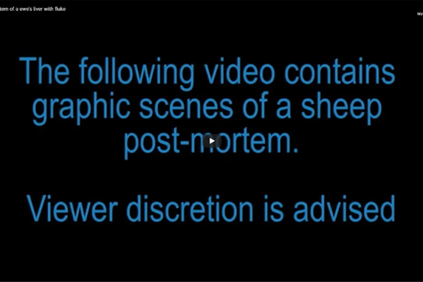 the following video contains graphic scenes of a sheep post mortem. Viewer Discretion is advised