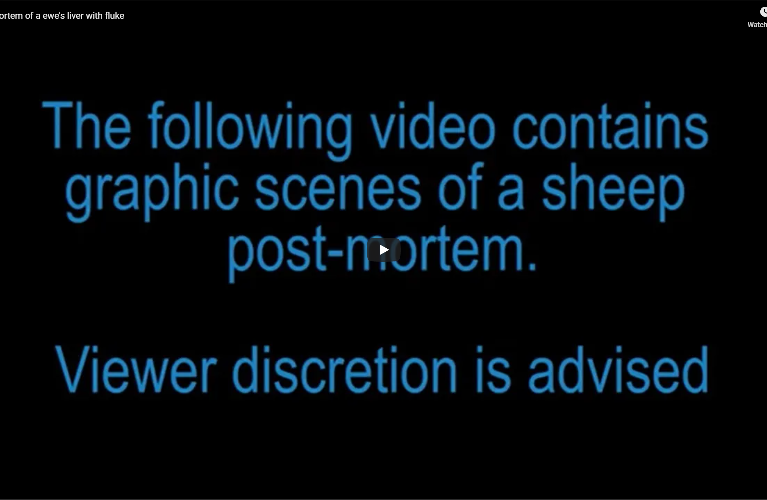 the following video contains graphic scenes of a sheep post mortem. Viewer Discretion is advised