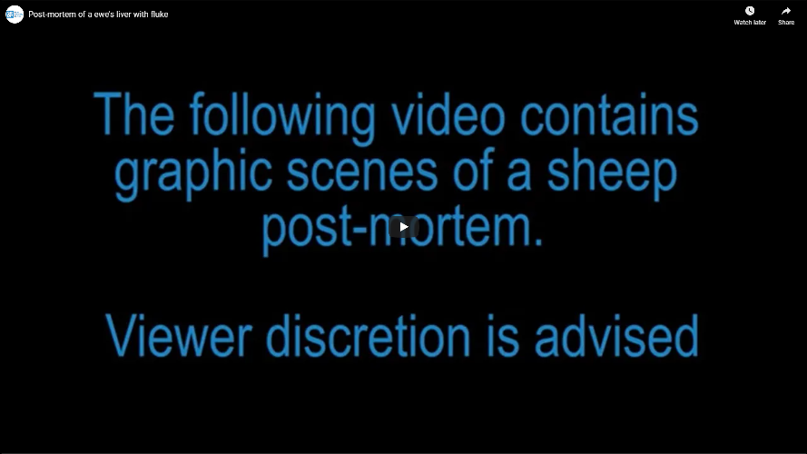 the following video contains graphic scenes of a sheep post mortem. Viewer Discretion is advised