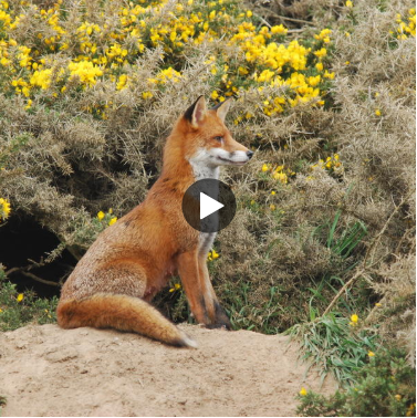 A fox sat amongst heather