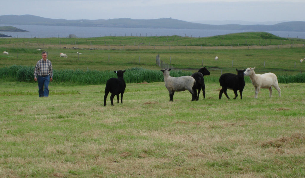 Richard Briggs of Briggs Shetland Lamb