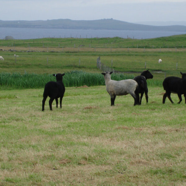 Richard Briggs of Briggs Shetland Lamb