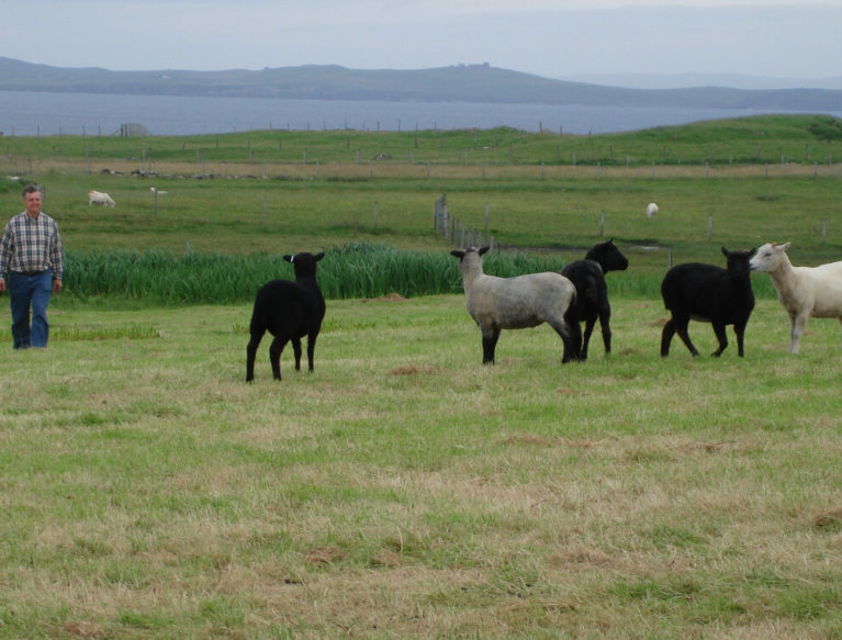 Richard Briggs of Briggs Shetland Lamb