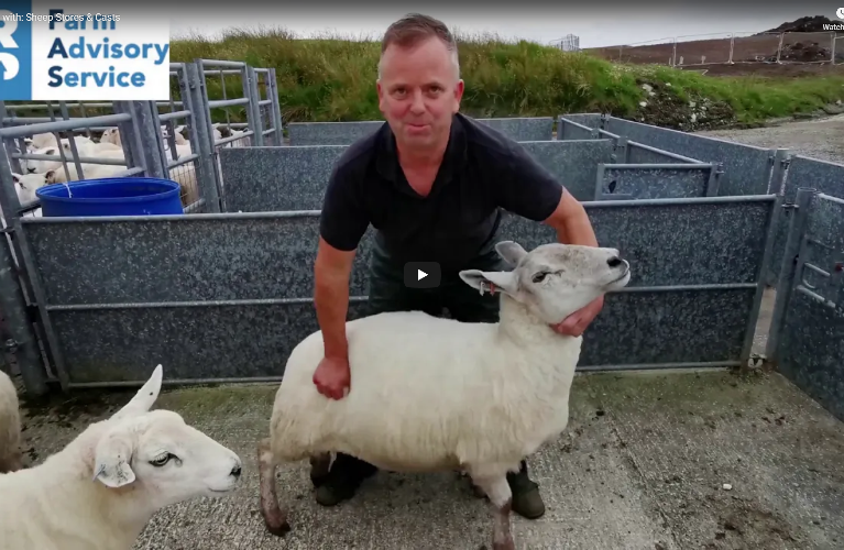 Farmer in a pen handling a sheep