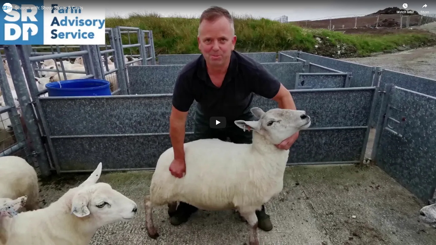 Farmer in a pen handling a sheep