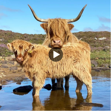 Two highland cows