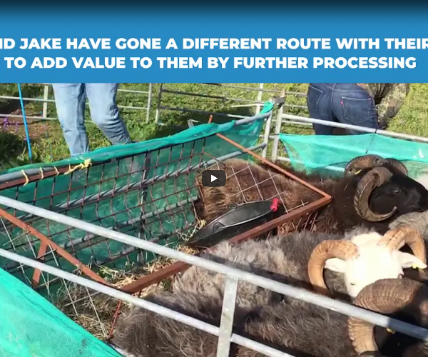 Sheep in a corral